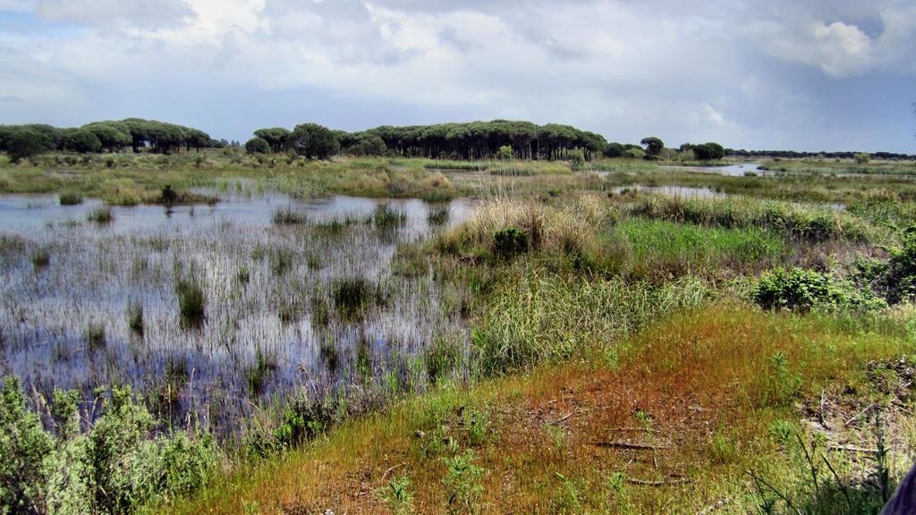 Coto Doñana Feuchtgebiet