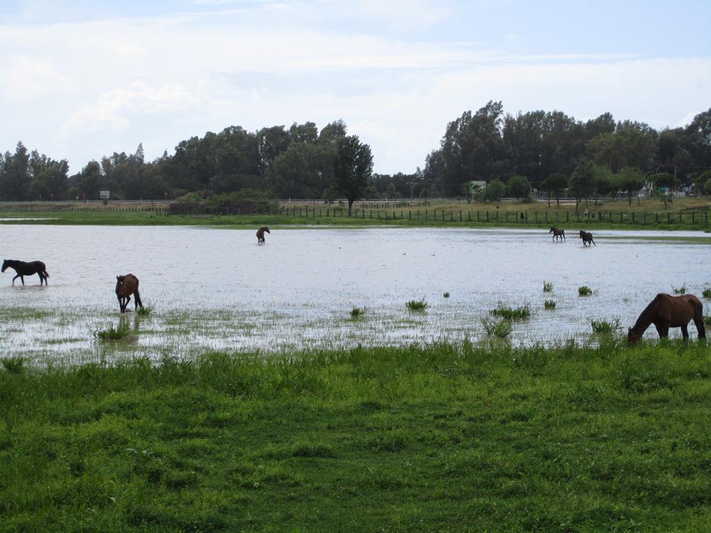 Marisma-Pferde vor El Rocío